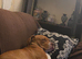 Whiskey staffy cross male for sale