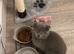 British shorthair kitten