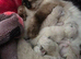 RAGDOLLS KITTENS /Reservation Open.