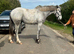 Irish Sports Horse