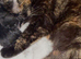 Lovely girl kitten FREE