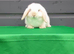 Mini lop rabbit ready now