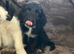 Beautiful cockapoo puppies