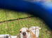 Cocker Spaniel pups, KC registered DNA clear