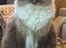 Male ragdoll