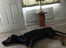 Dobermann