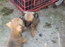 Puppies jackawawa