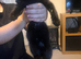 Beautiful black female kitten with gorgeous white marking on belly 10wks old if still on here still available no time wasters please