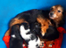 Jack Russell x yorkies
