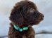 Exceptional F1 Chocolate Cockapoo Puppies