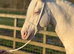 Welsh d stallion at stud