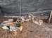 Group of ducks