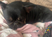 Frenchie looking for forever home