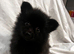1 black girl left 9 weeks old almost