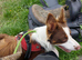 Chocolate tri color male border collie