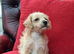 F1 Jackapoo Puppies