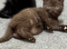 Cinnamon-colored Siamese