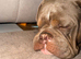 Loving Dorset Old Tyme Bulldogge