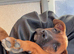 Urgently needed to rehome