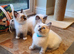 Beautiful GCCF Registered Ragdoll Kittens.