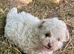Pomapoo boy puppies