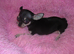Small Chihuahua puppies 2 boys fully vaccinated £650.00 each