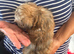 Jackapoo puppys