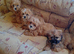 Shih Tzu puppies