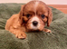 KC reg Champion Bloodline Cavalier King Charles Spaniel Puppies