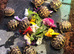 Herman hatchlings