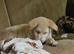 2 puppies for sale 7 have already found homes.