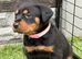ROTTWEILER PUPPIES