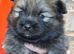 3 gorgeous pomeranian pups