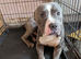 Male staffy