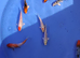 koi High Grade  normal and butterfly