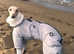Romeo italian greyhound Russian Import for stud