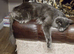 Maine coon for sale