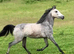Grey yearling filly