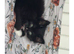 2 bonded girls needing a new home