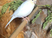 Two female canary