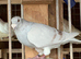 Show racer Mealy Cock beautiful pigeon