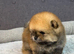 Xs sized teddy bear type