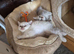 Beautiful British shorthair kittens.