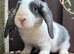 Young Mini Plysh Lops available. Hypoallergenic fur.