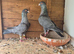 Pigeons