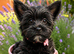 LAST GIRL! Mini Black Yorkshire Terrier