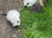 Swiss Californian guinea pig 5 mths
