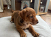 INTRODUCING OUR ADORABLE JACK RUSSELL PUPS