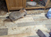 Large french lop