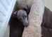 Italian Greyhound x Whippet